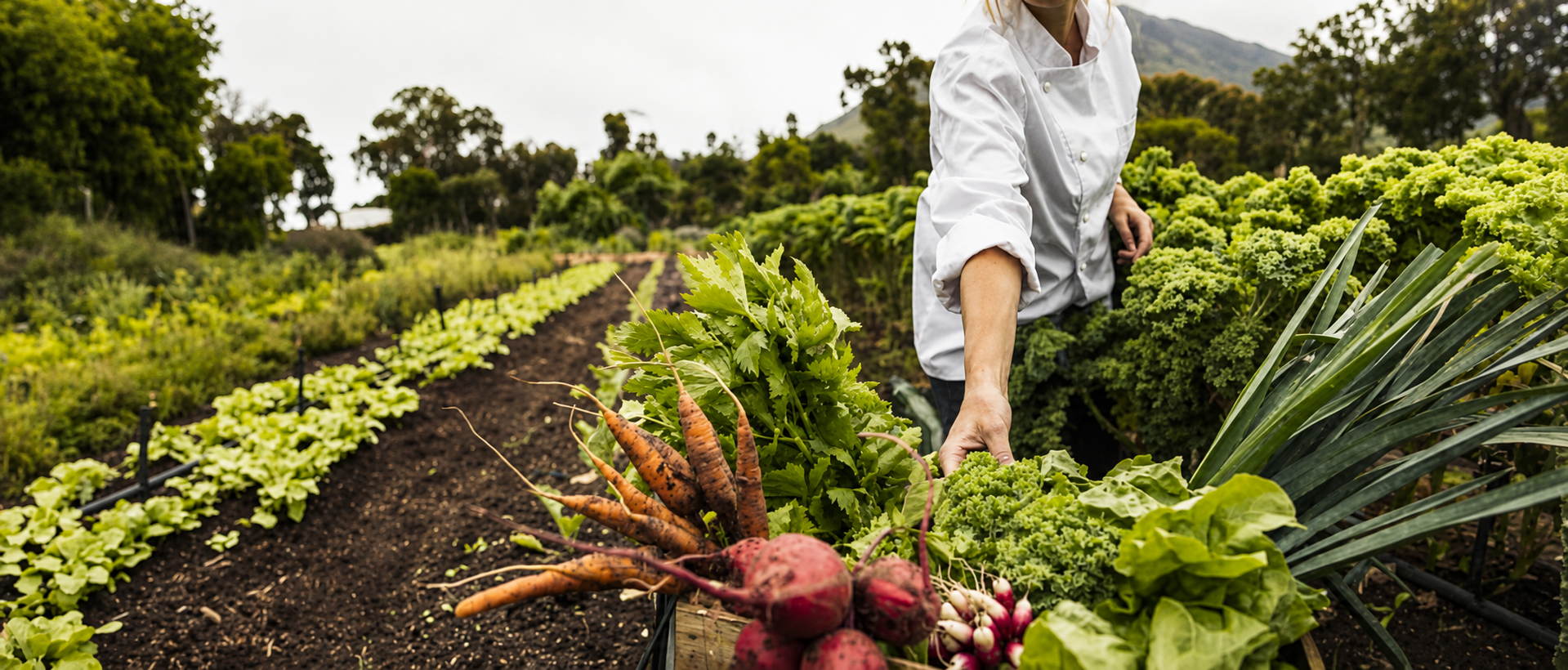 Chef lifting a crate of just-harvested carrots, beets, radishes and lettuce in a field